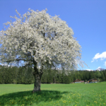 wunderschöne Urlaubsumgebung mit blühenden Wiesen&Kirschbaum, Ferienhaus Astrid