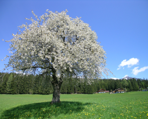 wunderschöne Urlaubsumgebung mit blühenden Wiesen&Kirschbaum, Ferienhaus Astrid
