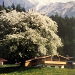 Urlaub im Ferienhaus Astrid-umgeben von Wiesen, Wäldern und Bergen in Ramsau am Dachstein