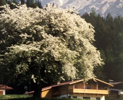 Urlaub im Ferienhaus Astrid-umgeben von Wiesen, Wäldern und Bergen in Ramsau am Dachstein