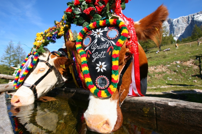 Eventhighlight Almabtrieb auf der Walcheralm, Ramsau am Dachstein