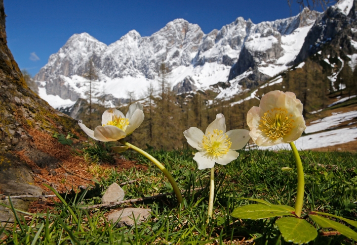 Erholung und Ruhe in der Natur von Ramsau am Dachstein